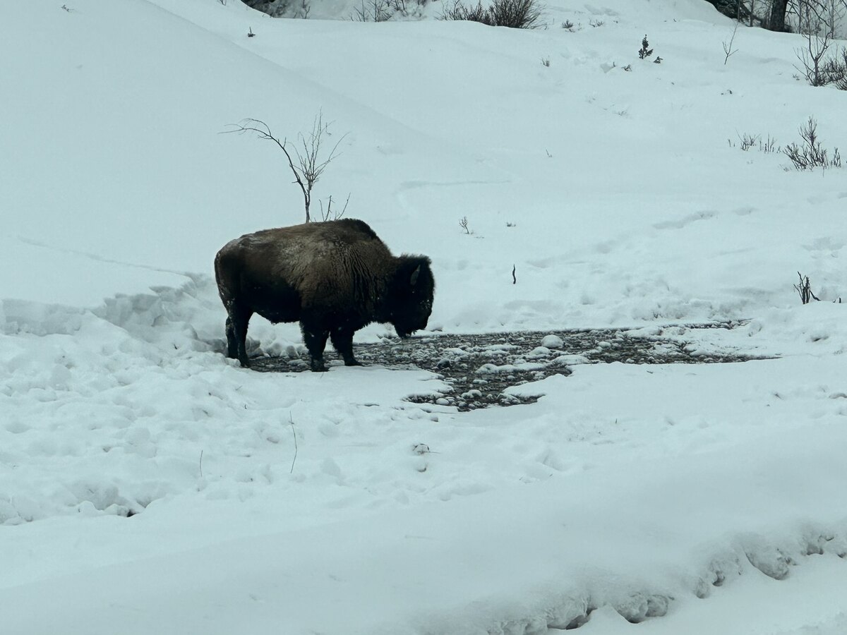 Bison standing beside a stream in a snowy landscape