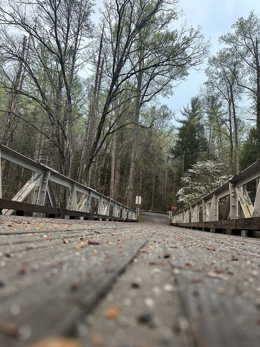 Low perspective across a quiet bridge into the woods